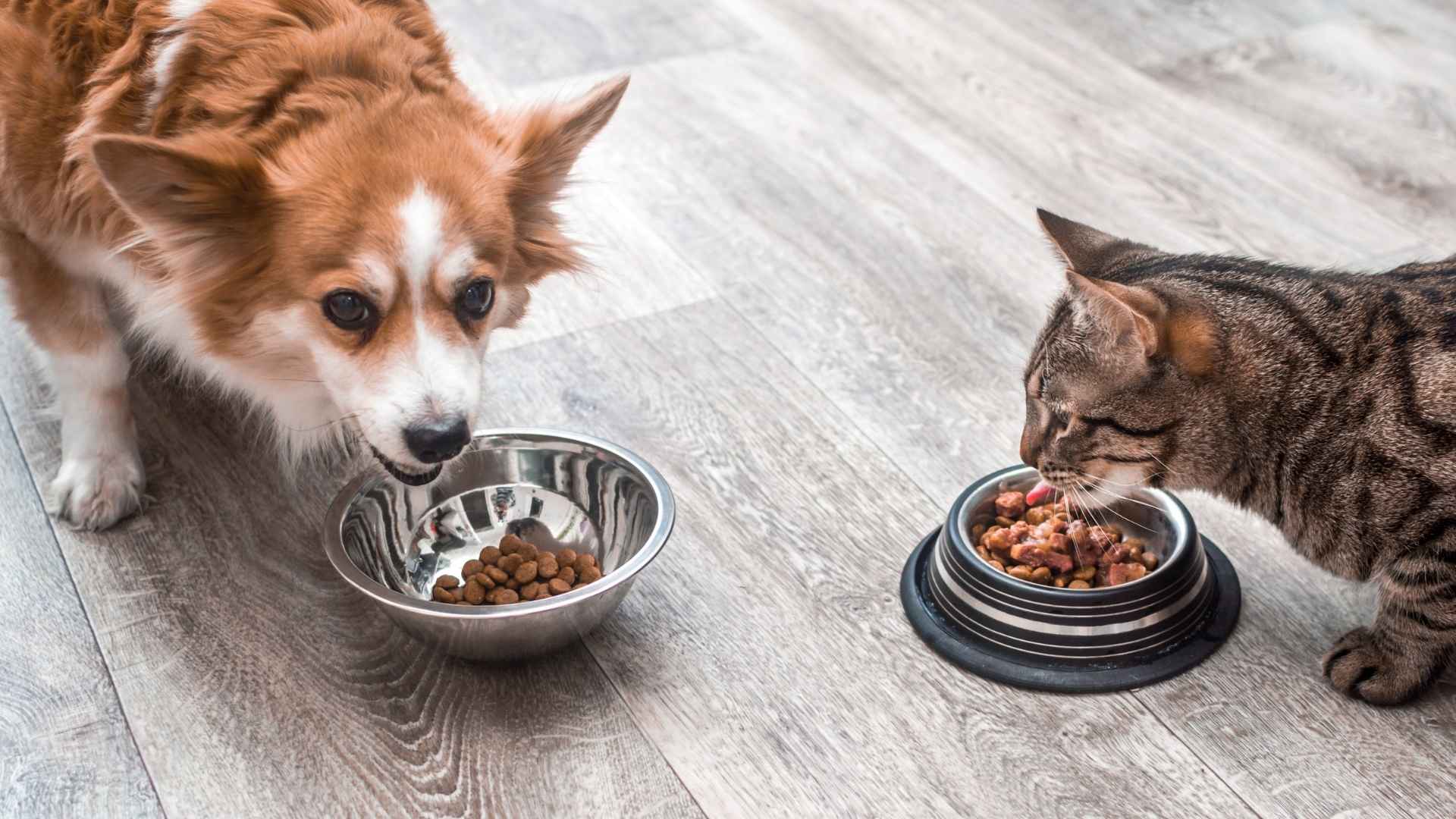 מזון לכלבים וחתולים